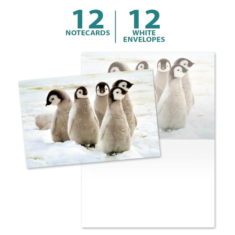 Tree-Free Greetings EcoNotes 12 Count Emperor Penguin Chicks All Occasion Notecard Set with Envelopes, 4 x 6 Inches (FS56926) - Image 5